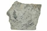 Jurassic Fossil Fern (Coniopteris) Plate - England #242155-1
